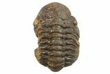 Long Partially Enrolled Morocops Trilobite - Morocco #296605-2